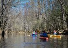 Cedar Creek  Kayaking Cedar Creek in the Congaree National Park : 2018, Cedar Creek, Columbia, Congaree National Park, Kayaking, SC, South Carolina