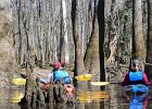 Cedar Creek  Kayaking Cedar Creek in the Congaree National Park : 2018, Cedar Creek, Columbia, Congaree National Park, Kayaking, SC, South Carolina