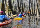 Cedar Creek  Kayaking Cedar Creek in the Congaree National Park : 2018, Cedar Creek, Columbia, Congaree National Park, Kayaking, SC, South Carolina