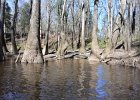 Cedar Creek  Kayaking Cedar Creek in the Congaree National Park : 2018, Cedar Creek, Columbia, Congaree National Park, Kayaking, SC, South Carolina