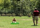 Columbia081118-4254  Columbia Dog Park : 2018, Columbia, SC, South Carolina