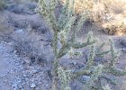 Buckhorn chollaLost Dog Wash  Buckhorn chollaHike Lost Dog Wash Trail, Sonoran Desert, McDowell Mountains : 2018, AZ, Arizona, Hiking, Lost Dog Wash Trail, McDowell Mountain area, Phoenix, Sonoran Desert
