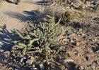 Lost Dog Wash  Hike Lost Dog Wash Trail, Sonoran Desert, McDowell Mountains : 2018, AZ, Arizona, Hiking, Lost Dog Wash Trail, McDowell Mountain area, Phoenix, Sonoran Desert