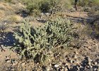 Lost Dog Wash  Hike Lost Dog Wash Trail, Sonoran Desert, McDowell Mountains : 2018, AZ, Arizona, Hiking, Lost Dog Wash Trail, McDowell Mountain area, Phoenix, Sonoran Desert