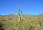 Saguaro Cactus, Lost Dog Wash  Saguaro Cactus, Hike Lost Dog Wash Trail, Sonoran Desert, McDowell Mountains : 2018, AZ, Arizona, Hiking, Lost Dog Wash Trail, McDowell Mountain area, Phoenix, Sonoran Desert
