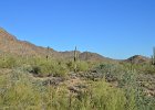 Saguaro Cactus, Lost Dog Wash  Saguaro Cactus, Hike Lost Dog Wash Trail, Sonoran Desert, McDowell Mountains : 2018, AZ, Arizona, Hiking, Lost Dog Wash Trail, McDowell Mountain area, Phoenix, Sonoran Desert