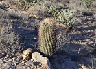 Barrel Cactus,Lost Dog Wash  Barrel Cactus, Hike Lost Dog Wash Trail, Sonoran Desert, McDowell Mountains : 2018, AZ, Arizona, Hiking, Lost Dog Wash Trail, McDowell Mountain area, Phoenix, Sonoran Desert