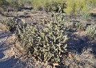 Lost Dog Wash  Hike Lost Dog Wash Trail, Sonoran Desert, McDowell Mountains : 2018, AZ, Arizona, Hiking, Lost Dog Wash Trail, McDowell Mountain area, Phoenix, Sonoran Desert