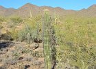 Saguaro Cactus, Lost Dog Wash  Saguaro Cactus, Hike Lost Dog Wash Trail, Sonoran Desert, McDowell Mountains : 2018, AZ, Arizona, Hiking, Lost Dog Wash Trail, McDowell Mountain area, Phoenix, Sonoran Desert