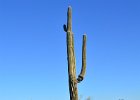 Saguaro Cactus, Lost Dog Wash  Saguaro Cactus, Hike Lost Dog Wash Trail, Sonoran Desert, McDowell Mountains : 2018, AZ, Arizona, Hiking, Lost Dog Wash Trail, McDowell Mountain area, Phoenix, Sonoran Desert