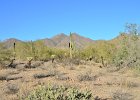 Saguaro Cactus, Lost Dog Wash  Saguaro Cactus, Hike Lost Dog Wash Trail, Sonoran Desert, McDowell Mountains : 2018, AZ, Arizona, Hiking, Lost Dog Wash Trail, McDowell Mountain area, Phoenix, Sonoran Desert