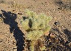 Chollas, Lost Dog Wash  Chollas, Branched-off going North on the Ringtail Trail, Hike Lost Dog Wash Trail, Sonoran Desert, McDowell Mountains : 2018, AZ, Arizona, Hiking, Lost Dog Wash Trail, McDowell Mountain area, Phoenix, Ringtail Trail, Sonoran Desert