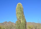 Saguaro Cactus, Lost Dog Wash  Saguaro Cactus, Hike Lost Dog Wash Trail, Sonoran Desert, McDowell Mountains : 2018, AZ, Arizona, Hiking, Lost Dog Wash Trail, McDowell Mountain area, Phoenix, Ringtail Trail, Sonoran Desert