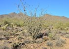 Lost Dog Wash  Branched-off going North on the Ringtail Trail, Hike Lost Dog Wash Trail, Sonoran Desert, McDowell Mountains : 2018, AZ, Arizona, Hiking, Lost Dog Wash Trail, McDowell Mountain area, Phoenix, Ringtail Trail, Sonoran Desert