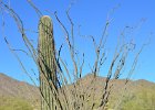 Saguaro Cactus, Lost Dog Wash  Saguaro Cactus, Hike Lost Dog Wash Trail, Sonoran Desert, McDowell Mountains : 2018, AZ, Arizona, Hiking, Lost Dog Wash Trail, McDowell Mountain area, Phoenix, Ringtail Trail, Sonoran Desert