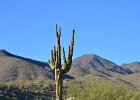 Saguaro Cactus, Lost Dog Wash  Saguaro Cactus, Hike Lost Dog Wash Trail, Sonoran Desert, McDowell Mountains : 2018, AZ, Arizona, Hiking, Lost Dog Wash Trail, McDowell Mountain area, Phoenix, Ringtail Trail, Sonoran Desert