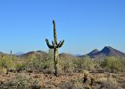 Saguaro Cactus, Lost Dog Wash  Saguaro Cactus, Hike Lost Dog Wash Trail, Sonoran Desert, McDowell Mountains : 2018, AZ, Arizona, Hiking, Lost Dog Wash Trail, McDowell Mountain area, Phoenix, Ringtail Trail, Sonoran Desert