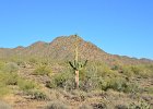 Saguaro Cactus, Lost Dog Wash  Saguaro Cactus, Hike Lost Dog Wash Trail, Sonoran Desert, McDowell Mountains : 2018, AZ, Arizona, Hiking, Lost Dog Wash Trail, McDowell Mountain area, Phoenix, Ringtail Trail, Sonoran Desert