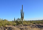 Saguaro Cactus, Lost Dog Wash  Saguaro Cactus, Hike Lost Dog Wash Trail, Sonoran Desert, McDowell Mountains : 2018, AZ, Arizona, Hiking, Lost Dog Wash Trail, McDowell Mountain area, Phoenix, Sonoran Desert