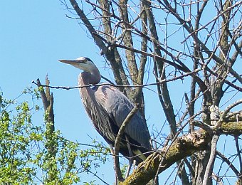 kayak Skokie Lagoons 060219