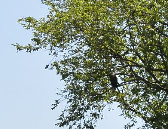 Kayak DuPage River 070419