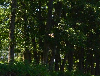 Kayak DuPage River 070519