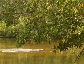 BikeDIngDarling101120