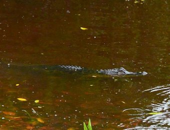 BikeDingDarling100320