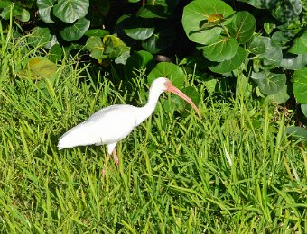 BikeDingDarling101020