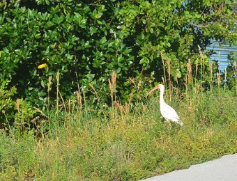 BikeDingDarling102420