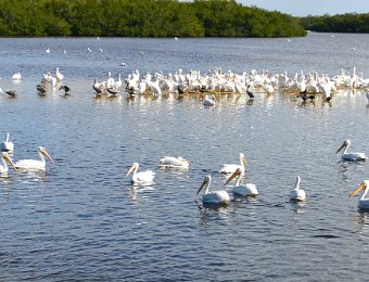 BikeDingDarling122920