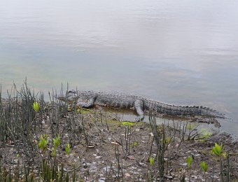 BikeDingDarling123020