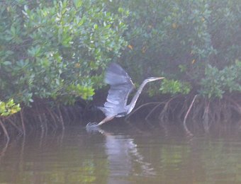 KayakClamBayou102420