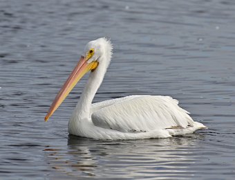 DriveDingDarling123020