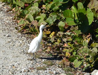 BikeDingDarling010521