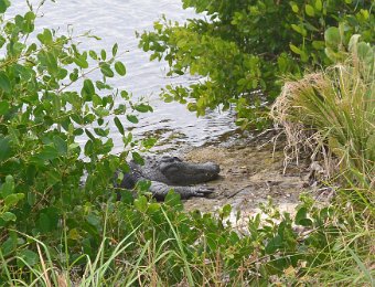 BikeDingDarling010721