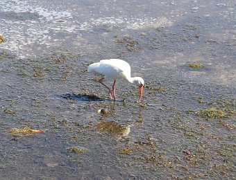 BikeDingDarling013021