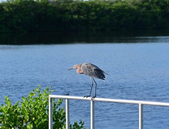 BikeDingDarling082921