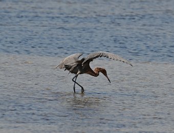 DriveDingDarling050121