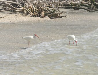 KayakClamBayou042521