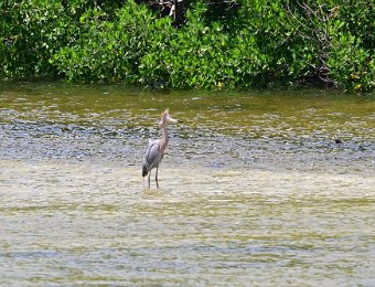 BikeDingDarling042722