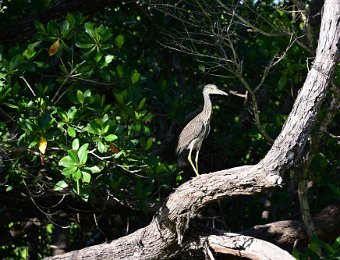 BikeDingDarling082422