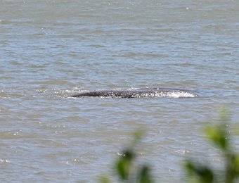 ManateesatOspreyHouse051122