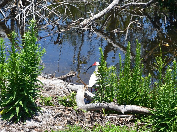 BikeDingDarling052725