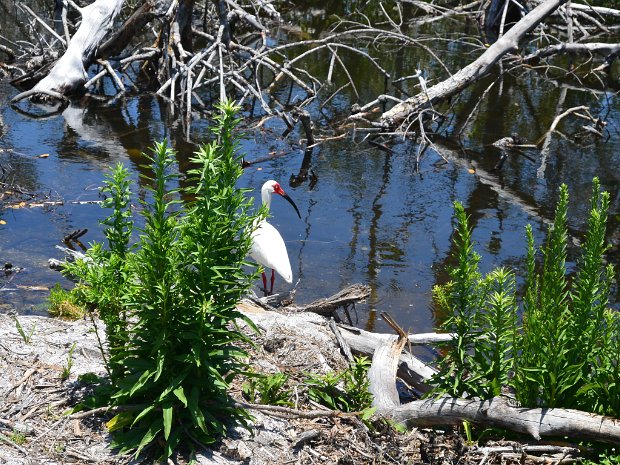 SanibelBikeFebJul2025