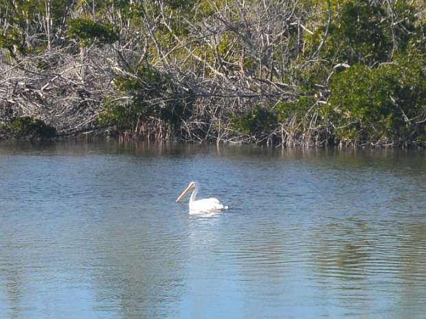BikeDingDarling020426