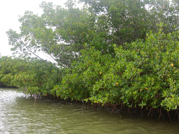 KayakClamBayou062826