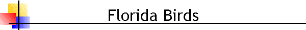 Florida Birds